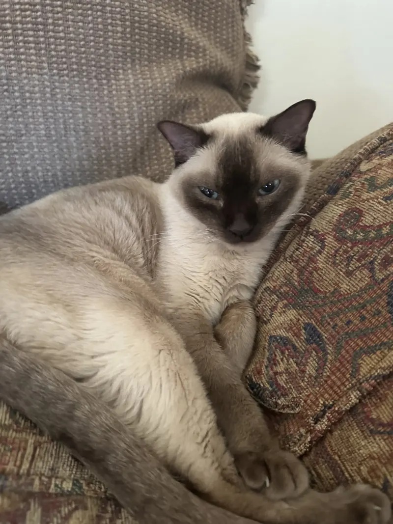 Isla and Haymish Contact Sylva, senior female Siamese cats up for adoption