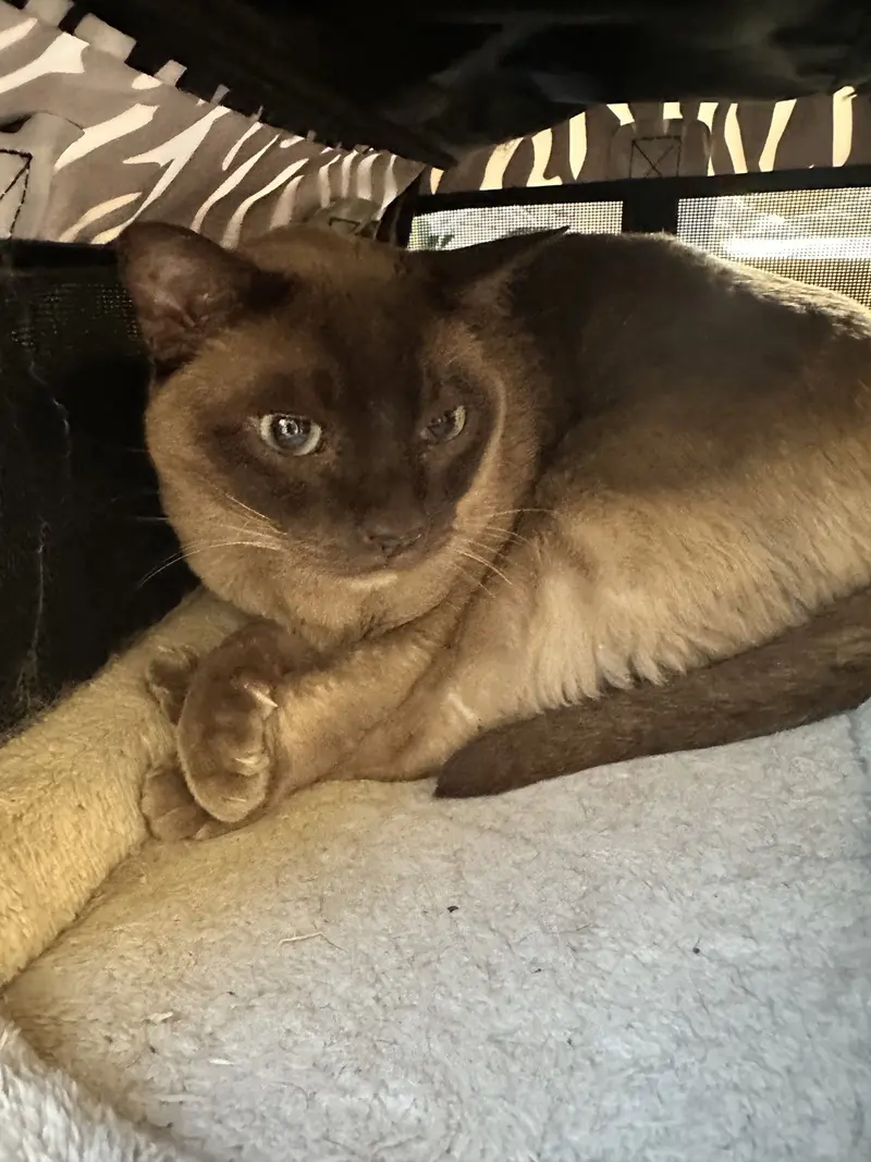Haymish and Isla Contact Sylva, senior male Siamese cats up for adoption