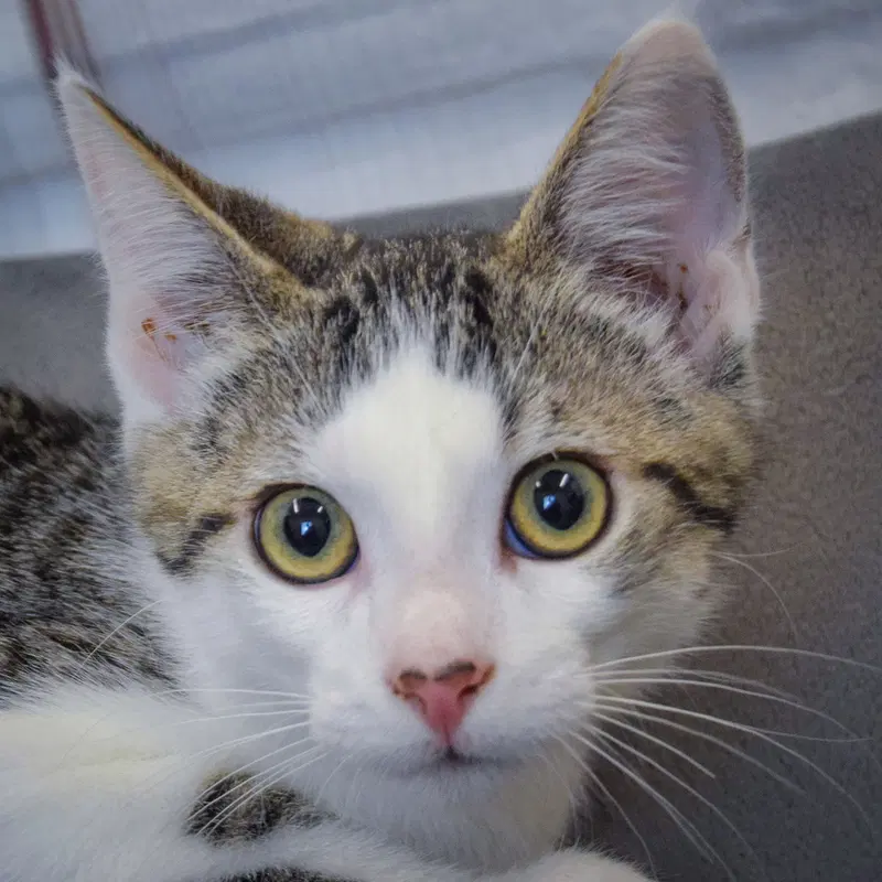 Dopey, a male Tabby kitten up for adoption