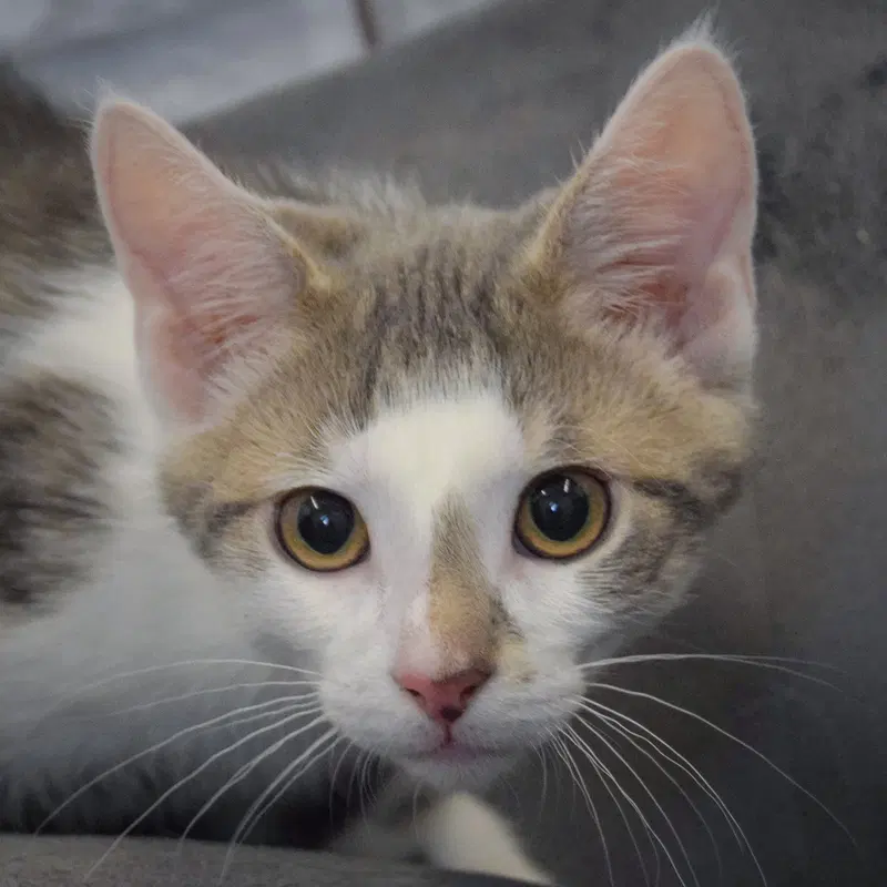 Happy, a male Tabby kitten up for adoption