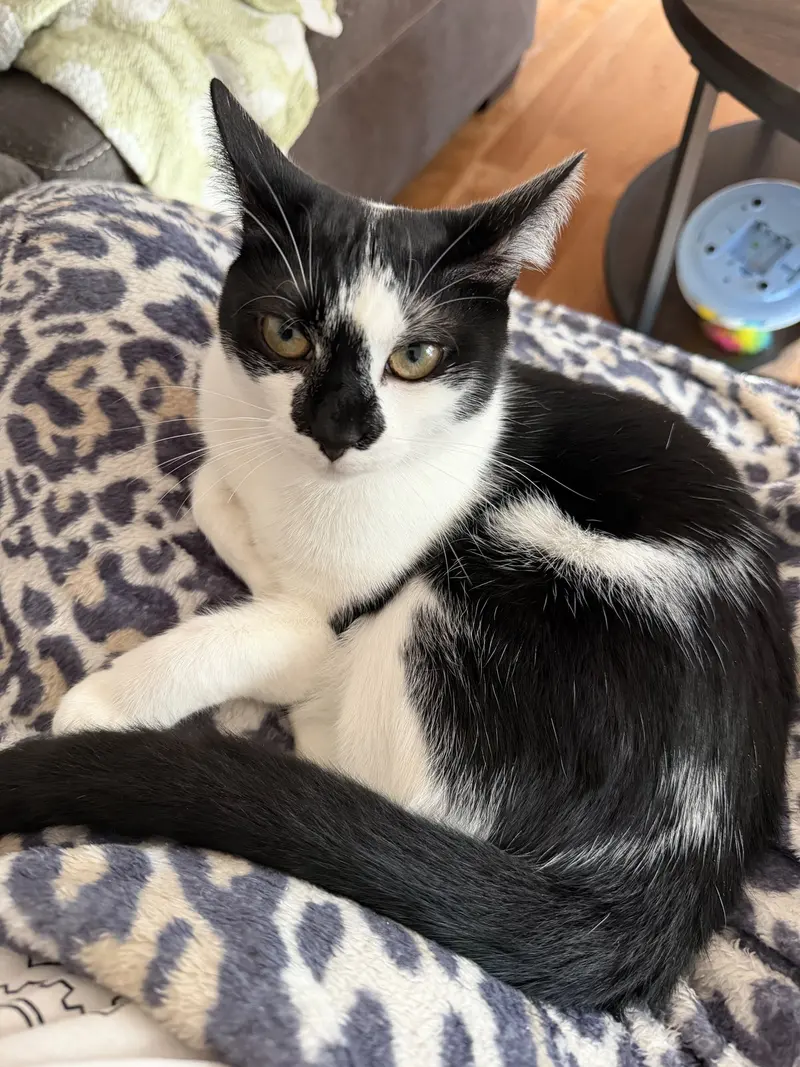 Gin Gin, a young female cat up for adoption