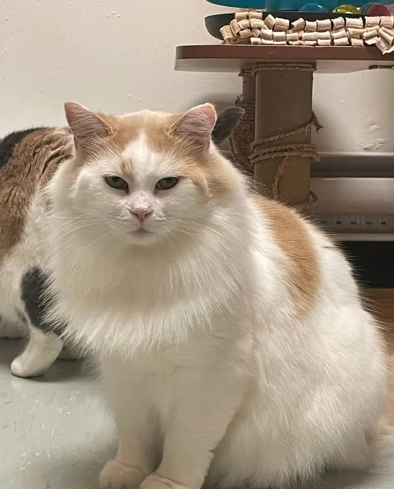 Annette, an adult female cat up for adoption