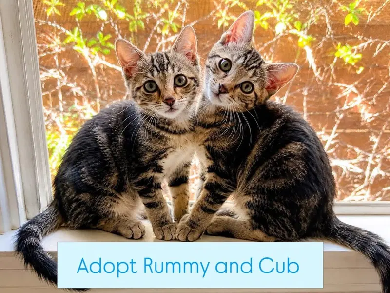 Rummy & Kub, photo 2