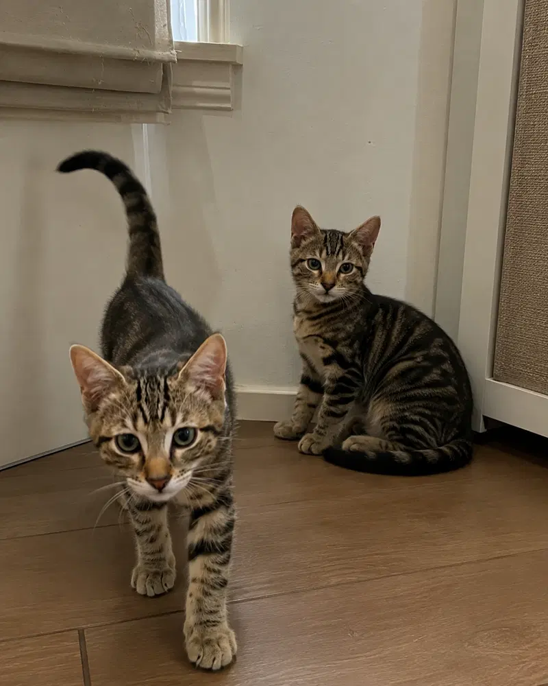 Rummy & Kub, photo 4