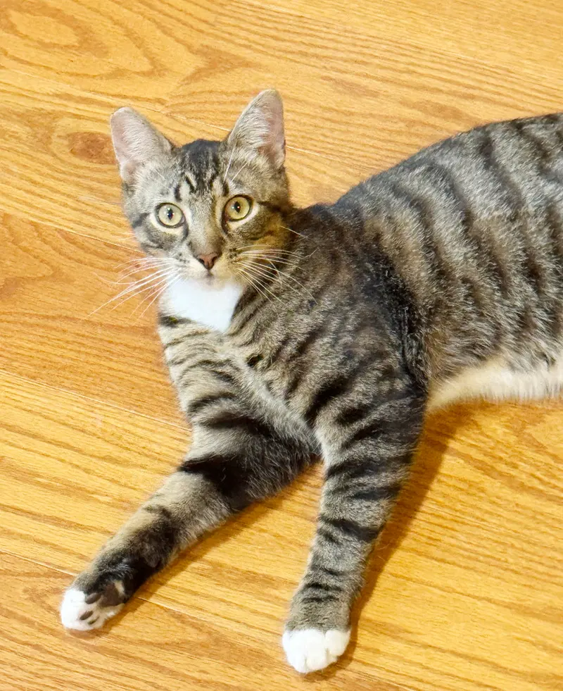 Timothy, a young male Tabby cat up for adoption