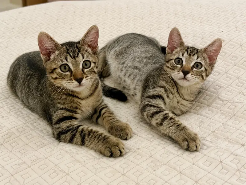 Sweet Pea & Purrcy, photo 3