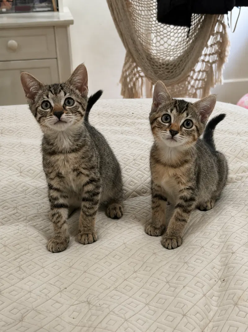 Sweet Pea & Purrcy, female kittens up for adoption