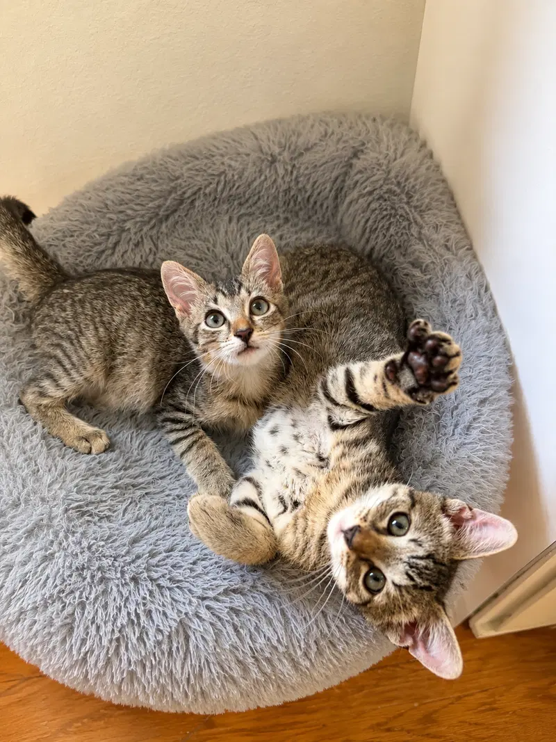 Sweet Pea & Purrcy, photo 4