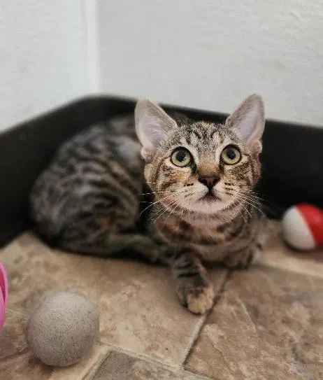 Cat 27958, photo 2