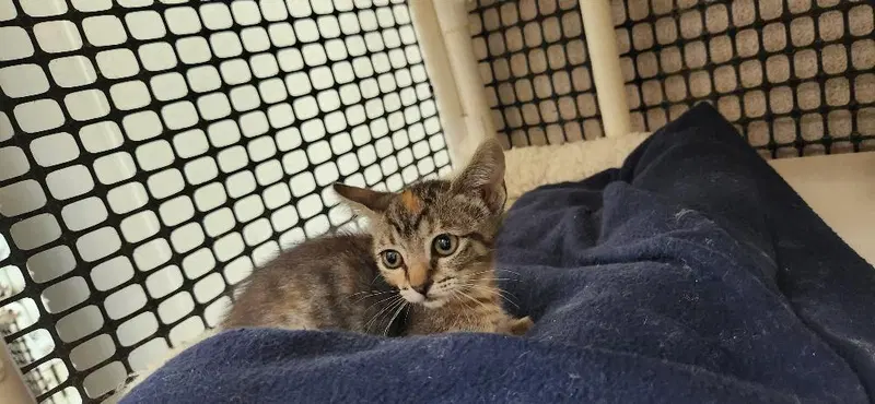 Cat 27958, photo 3