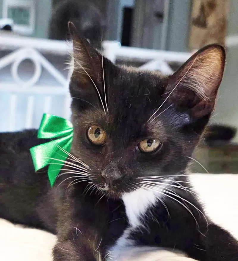 Precious, a female Tuxedo kitten up for adoption