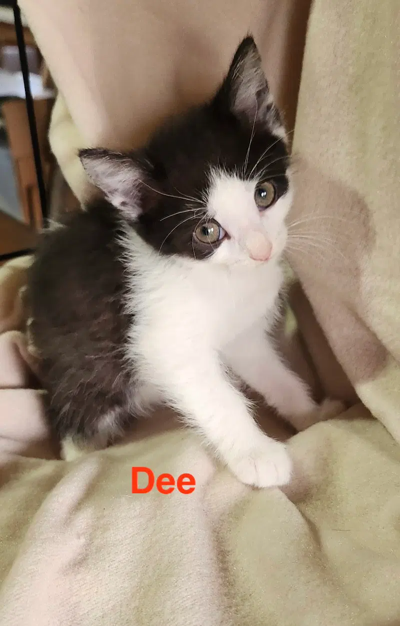 Dee, photo 2
