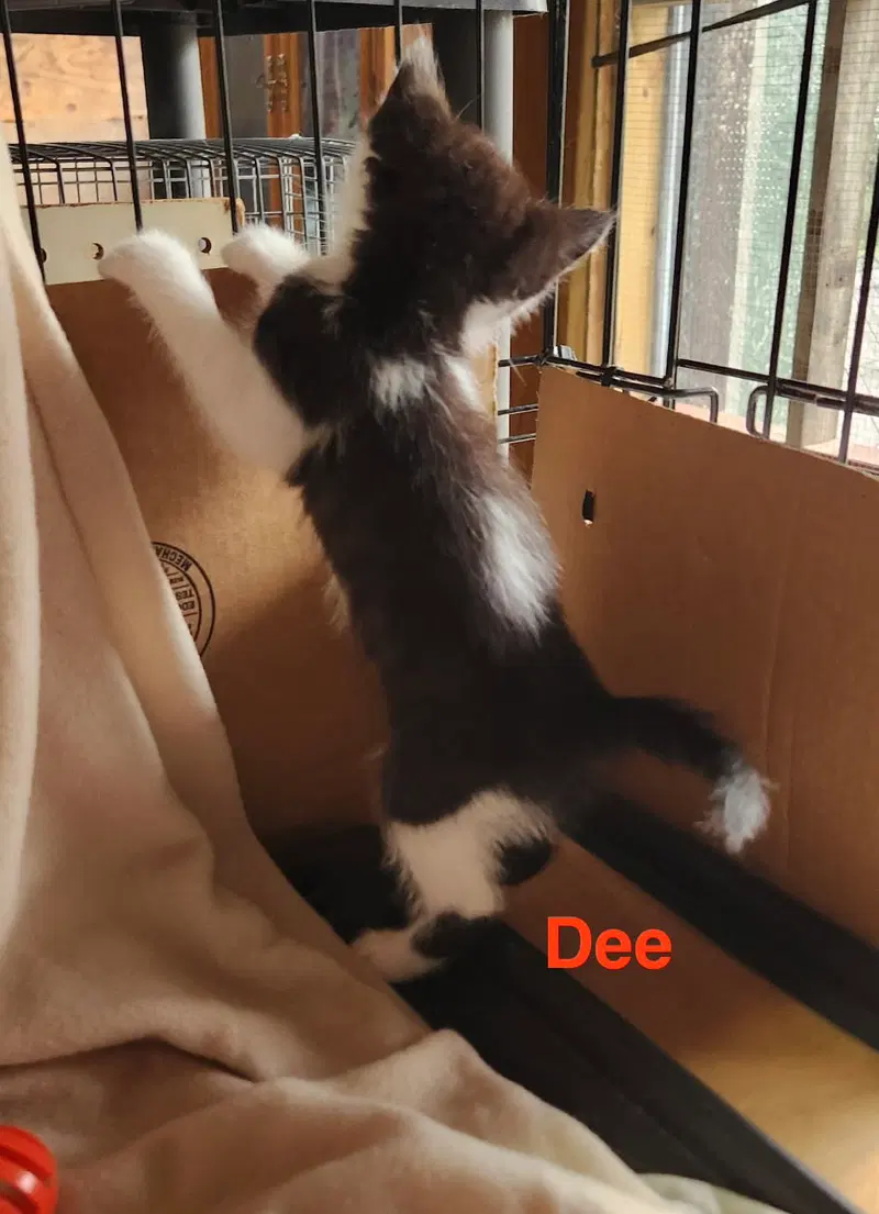 Dee, photo 3