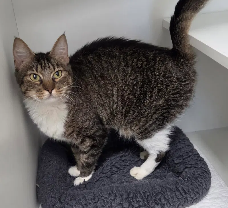 Tide, a female cat up for adoption