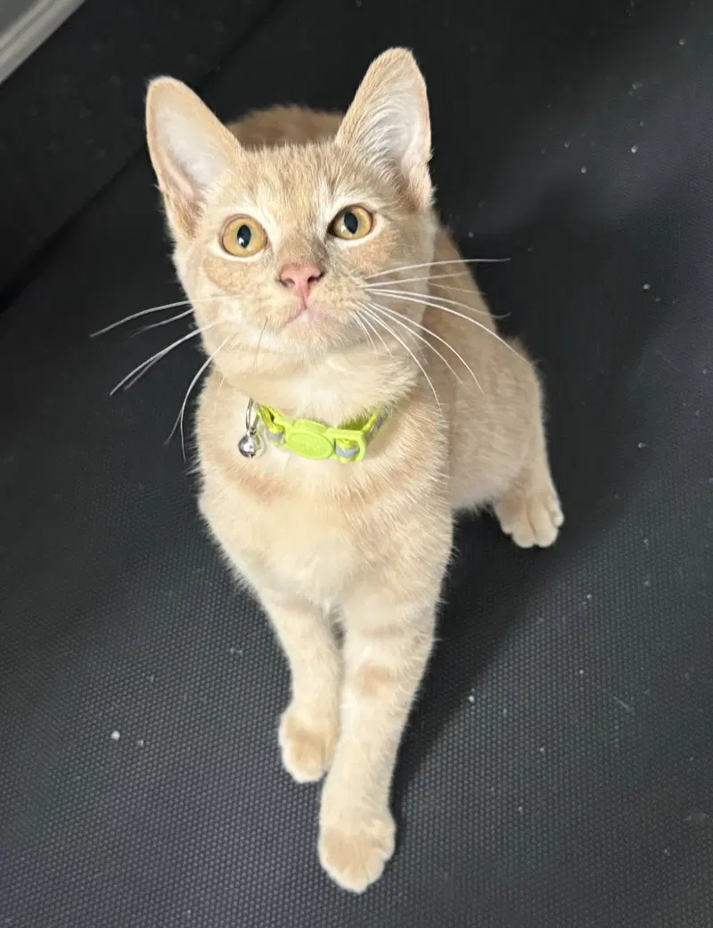 Groot, a young male cat up for adoption
