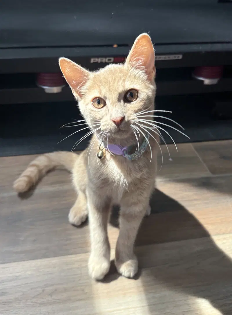 Rocket, a young male cat up for adoption