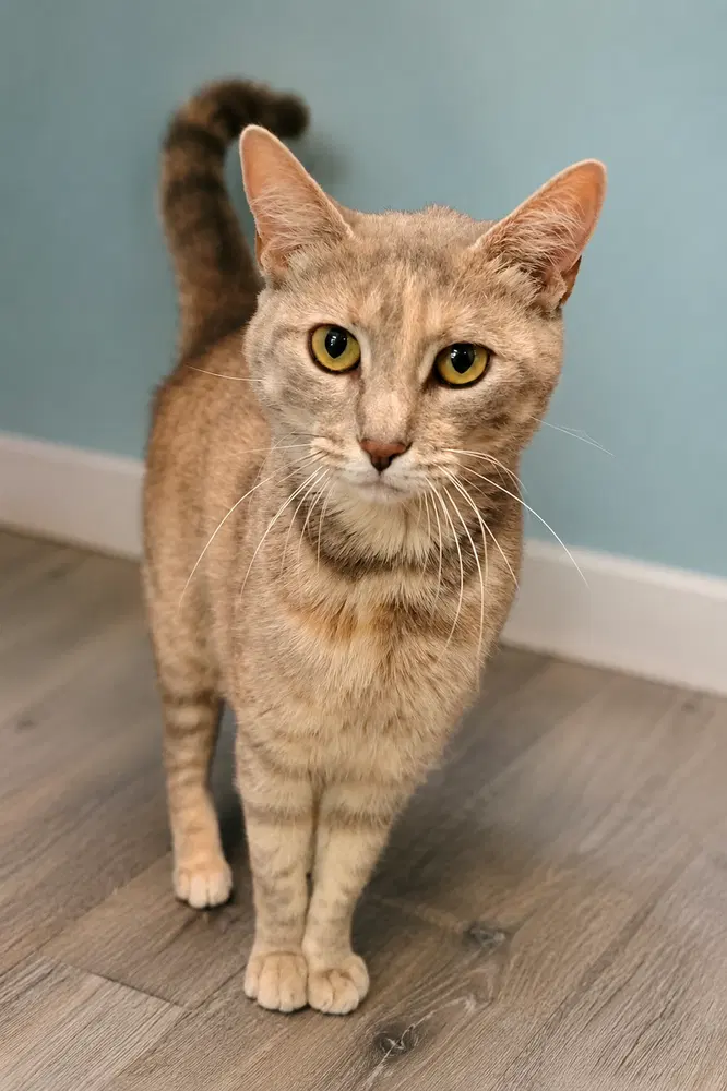 Mama Styles, an adult female cat up for adoption