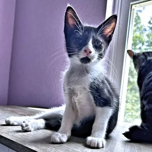 Percy, a young male cat up for adoption
