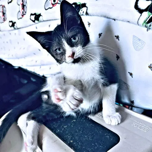 Percy, photo 3