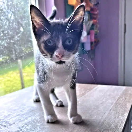 Percy, photo 4