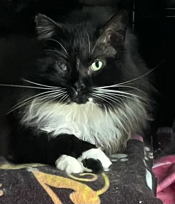 Clarence, an adult male cat up for adoption