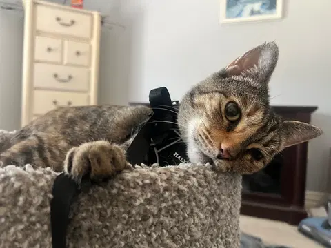 Watch the video of Athena