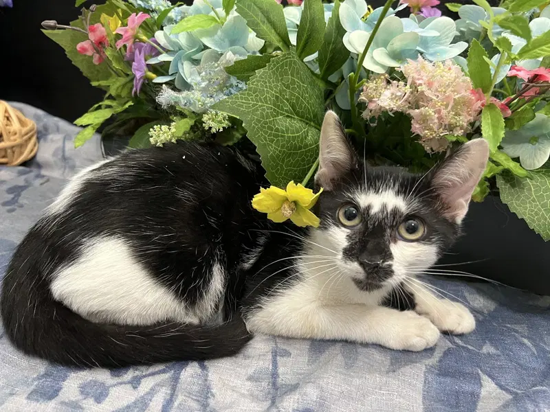 Lupin, a male kitten up for adoption