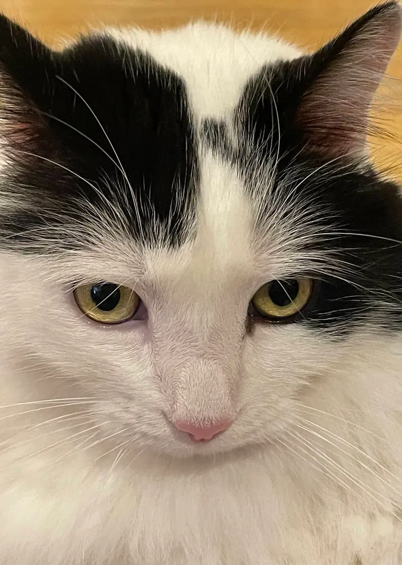 Oreo, an adult male cat up for adoption