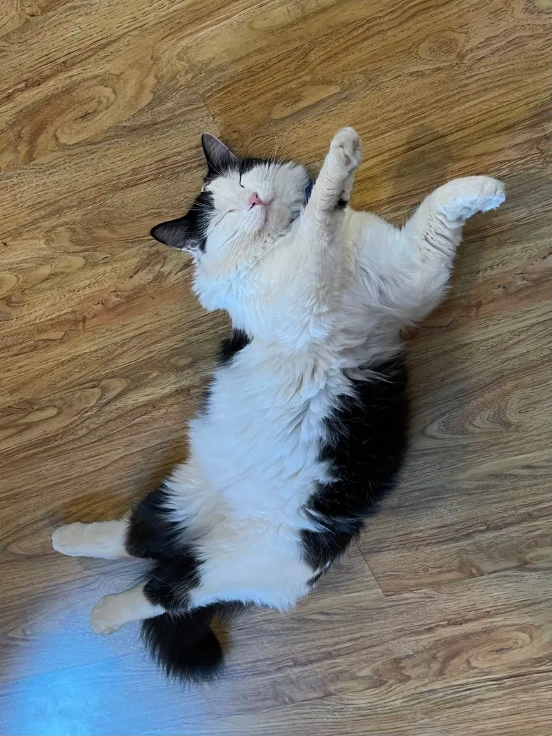 Oreo, photo 2