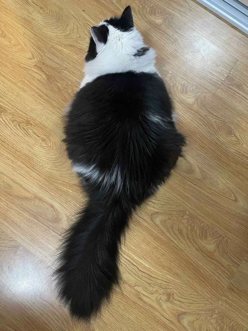 Oreo, photo 3