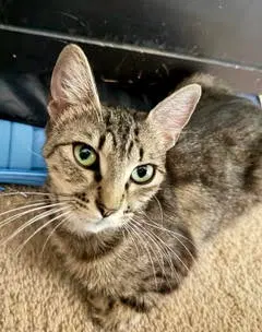Stella, a young female Tabby cat up for adoption