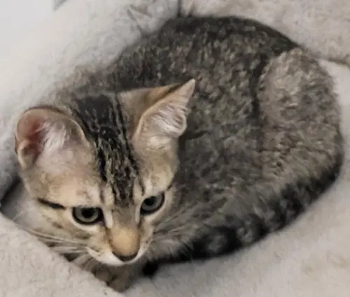 Jetta, a young female cat up for adoption