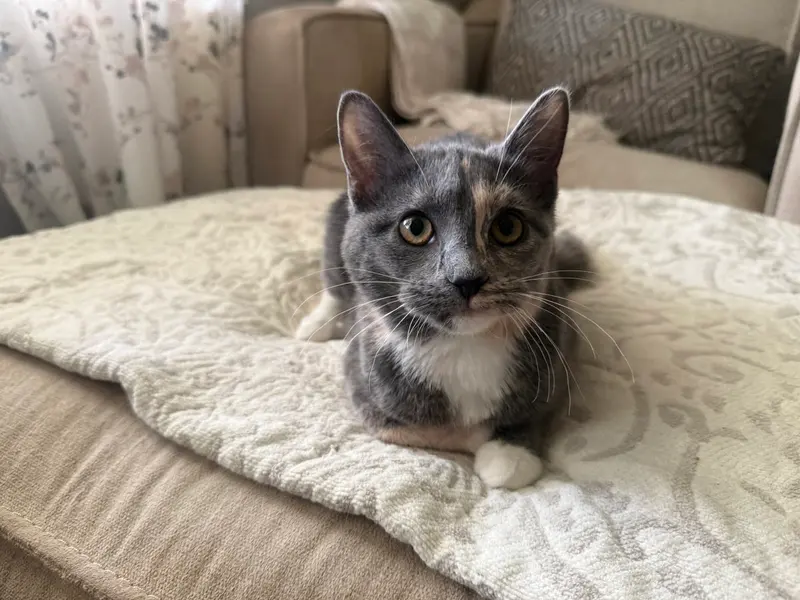 Muffin, photo 2