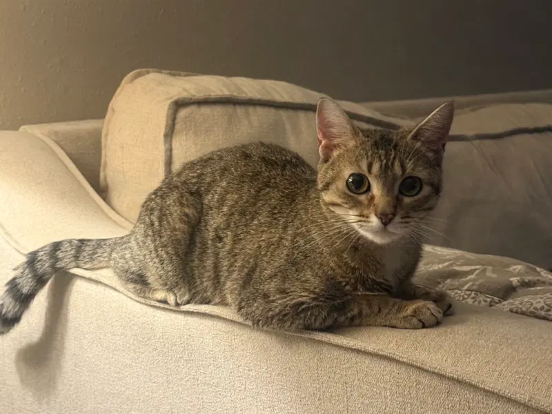 Susan, a young female cat up for adoption