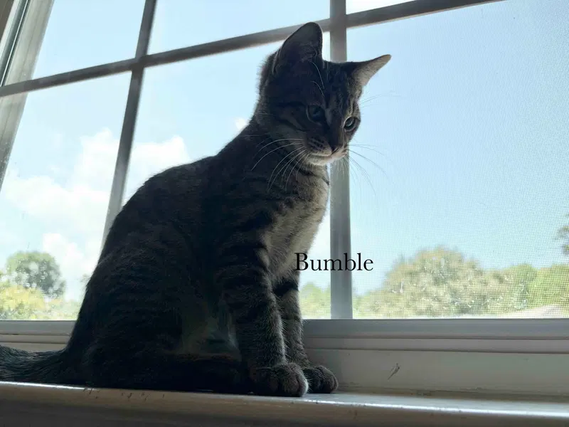 Bumble, photo 2