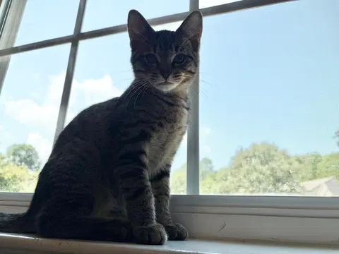 Watch the video of Bumble