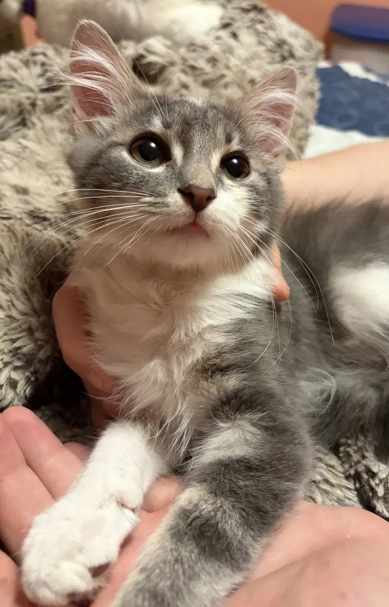Kitten Arthur, a young male cat up for adoption