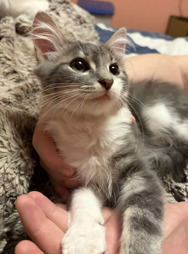 Kitten Arthur, photo 2
