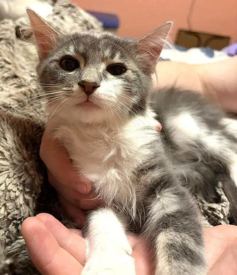 Kitten Arthur, photo 3