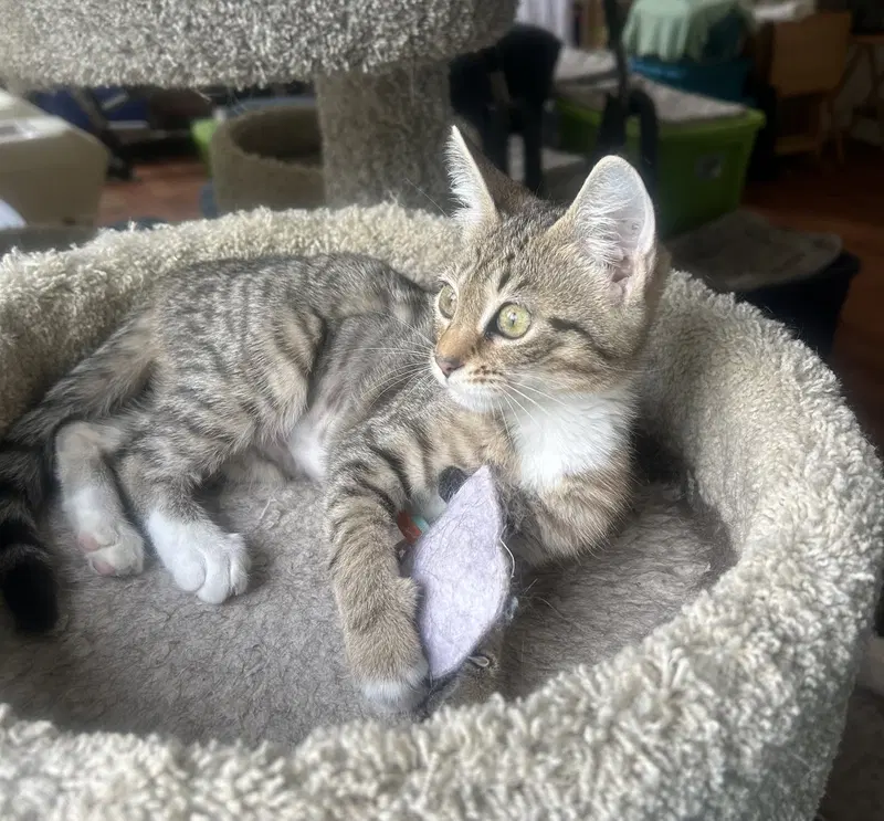 Marilyn, a young female Tabby cat up for adoption