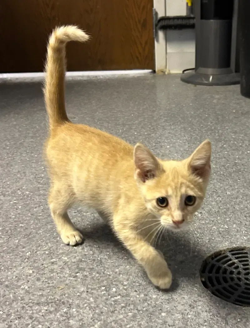Simba, photo 5