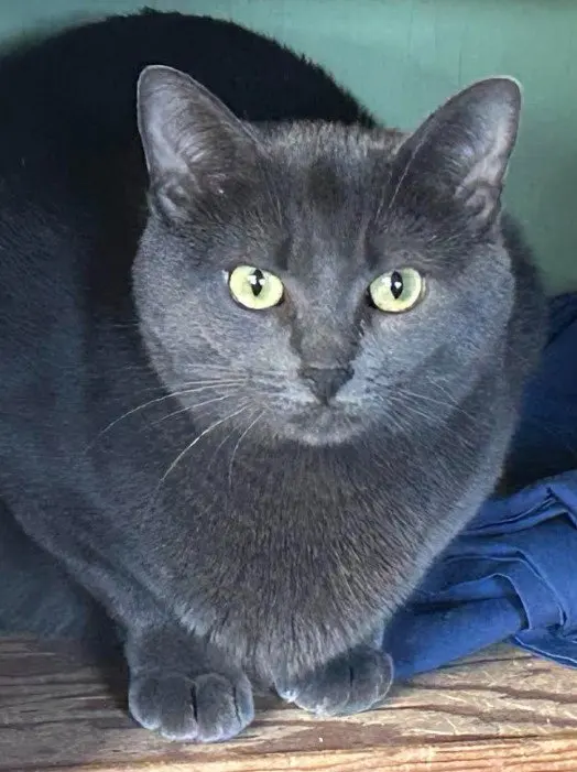 Molly, a female Russian Blue cat up for adoption