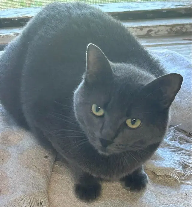 Molly, photo 2