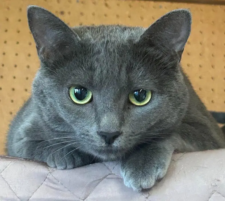 Skye, a female Russian Blue cat up for adoption