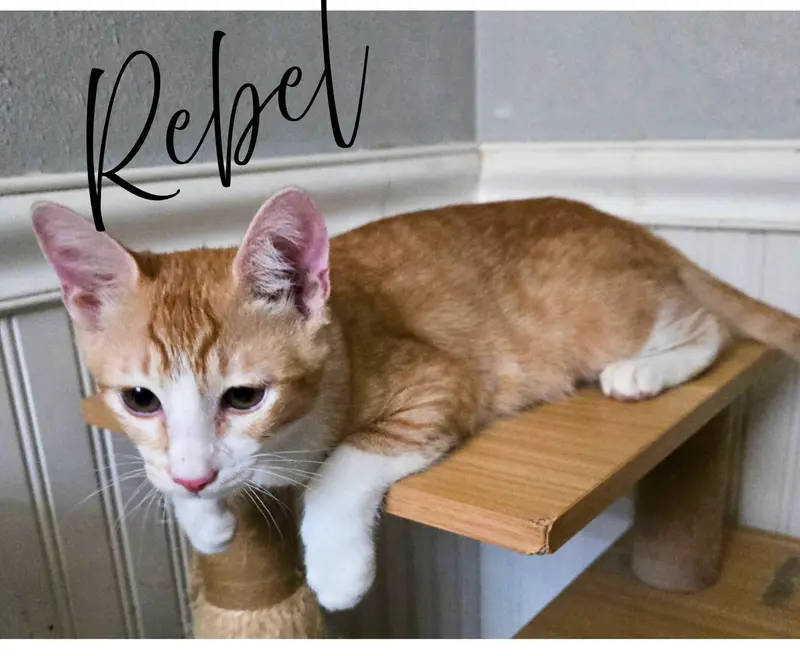 Rebel, photo 2