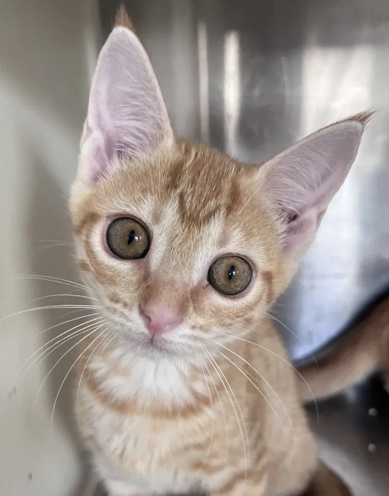 Susan, a female Tabby kitten up for adoption