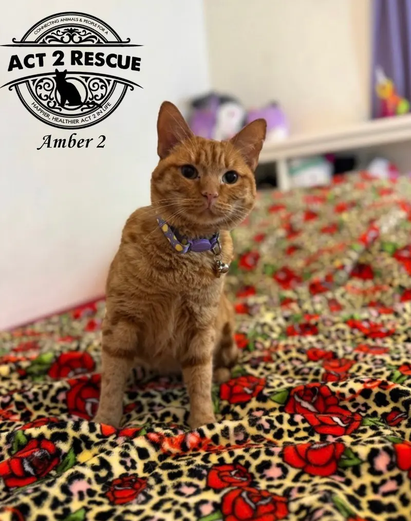 Amber 2, an adult female cat up for adoption