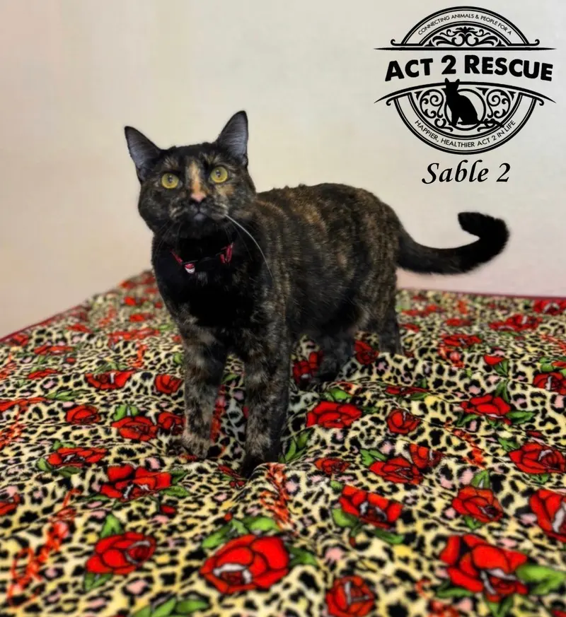 Sable 2, a female kitten up for adoption