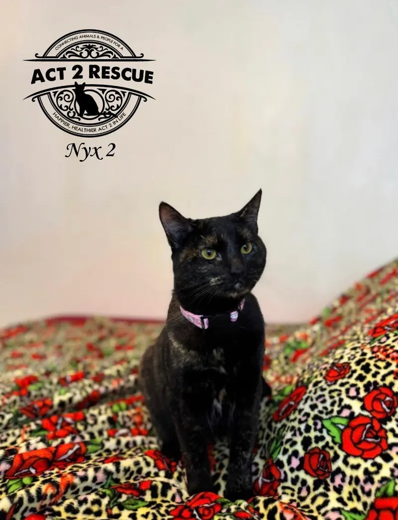 Nyx 2, an adult female cat up for adoption
