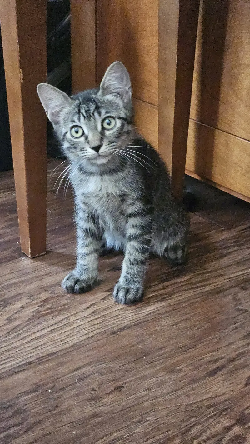 Mr. Beans, a male kitten up for adoption